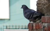 Qué significa que haya palomas en tu casa y cómo ahuyentarlas sin hacerles daño