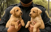 CDMX | Anuncian nueva agencia especializada para investigar maltrato y crueldad animal