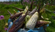 Ingresos para los productores de maíz | Artículo por Daniel Dultzin 🌱
