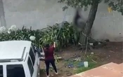 Mujer que colgó a un perro de un árbol ya fue identificada