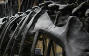 Identifican nueva especie de dinosaurio en Japón