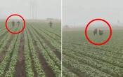 Videos | Redadas llegan al campo californiano con agentes de ICE persiguiendo a migrantes entre los cultivos