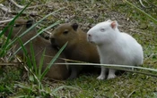 El trágico final de los capibaras albinos que conquistaron internet