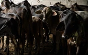 Gusano barrenador provoca sobrecostos de 400 millones de dólares en ganaderos mexicanos