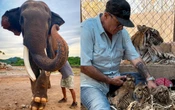Videos | Elefantes, leones y más de 700 animales se van de Culiacán por la violencia; Santuario Ostok cierra sus puertas