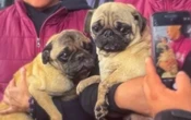 Rescatan a pugs de criadero clandestino en Naucalpan