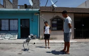 ¿Conoces a Waldog? El perro robot que promueve la bondad animal en México