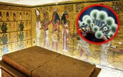 El hongo que mató a los excavadores de la tumba de Tutankamón ahora es un prometedor compuesto anticancerígeno