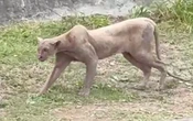 Video | Captan a puma cazar a gato en zona residencial de Monterrey
