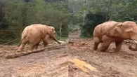 Viral Gajah Disuruh Kerja Tarik Kayu di Hutan, Netizen: Kejam