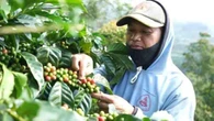 Uniknya Cita Rasa Kopi Windusari Magelang