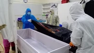 Viral Bocah Positif Corona di RS Bekasi Tidur Bareng Jenazah COVID-19