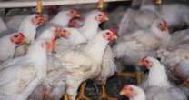 U.S. officials walk back plans to stop culling poultry for bird flu