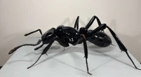 Bruce Museum displays 5-foot ant model as part of new science exhibit