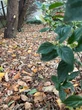 Transform fallen leaves into valuable leaf mold for your garden this fall
