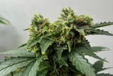 On 4/20, Connecticut lawmakers pass bill allowing more potent cannabis