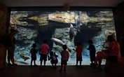 Maritime Aquarium and Mystic Aquarium nominated for USA Today award