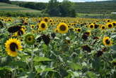 Clifford the Big Red Dog Sunflower Maze open at Lyman Orchards