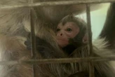 Beardsley Zoo announces the first onsite spider monkey birth...