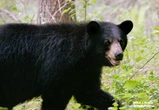 Opinion: On my first bear encounter, he went his way and I went mine