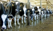 Opinion: One CT cow costs $3,631 in taxes. It's too much