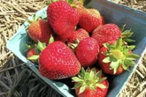 6 farms in Connecticut where you can pick your own berries