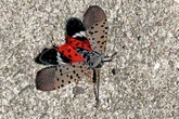 Spotted lanternfly threat to CT crops and vineyards, experts warn