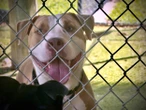 Keeping animals of all sizes, from cats to horses, cool during record heat