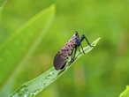 Opinion: The spotted lanternfly population has popped. Don't panic
