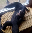 5-foot monitor lizard that crossed state lines into CT spotted in MA