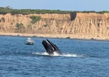 Watch a humpback whale spotted feeding near CT fishing boat in Long Island Sound