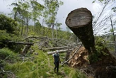 Volunteers repair damaged parts of Appalachian Trail by hand almost a year after Helene
