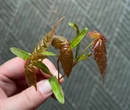 Here's why 'hundreds' of maple seedlings are taking over gardens across CT