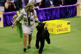 CT's giant schnauzer Monty wins Best in Show at North America's largest dog show