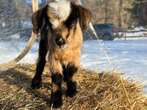 Washington Depot farm welcomes 4 sets of twin goats in 4 days