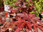 Why these high-priced Connecticut trees popping up online should be avoided