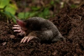 'Decoy gardens' and other expert tips to keep animals from eating in CT's yards