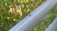 Young spotted lanternflies are emerging in CT. Here's how to spot them.