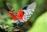 Spotted lanternflies will soon emerge in CT in greater numbers, scientists say