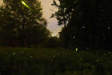 At 'untouched meadow' in CT, thousands of protected fireflies mate and glow