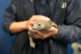 Two African penguins, an endangered species, hatched at CT aquarium