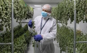 Connecticut cannabis regulators move to suspend or revoke grower's license