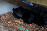 Marty the bear, who hid under CT deck, emerging for spring