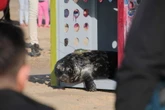Mystic Aquarium releases rescued baby seal in Rhode Island