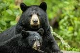 Video: Black bear stops traffic in CT to bring cub across road