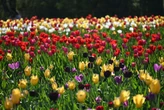 Wicked Tulips Flower Farm in CT sets estimated opening date