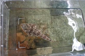 Six Atlantic guitarfish born at CT aquarium. 'Blend between a shark and a ray'