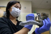What to do when coming across distressed or injured wildlife in Connecticut
