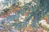 Unlikely winner of CT's freezing temperatures: The Eastern hemlock tree