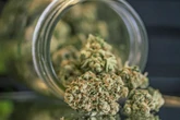 CT Cannabis Expo rolls in to Mohegan Sun March 25 and 26